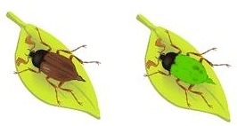 Imagine a beetle species where most beetles are brown. Then, by chance, some green-example-1