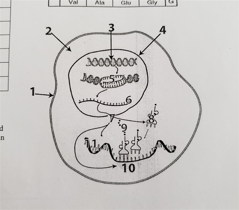 I need help labeling this diagram please-example-1