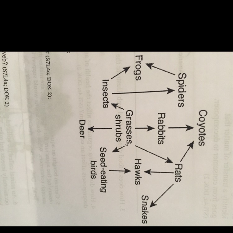 Where does energy enter this food web-example-1