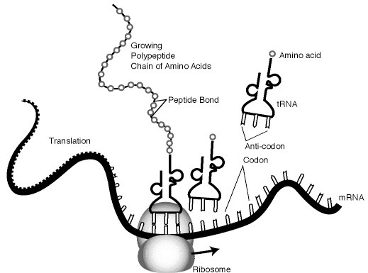 This is a model of translation in which the genetic code carried on mRNA is used to-example-1