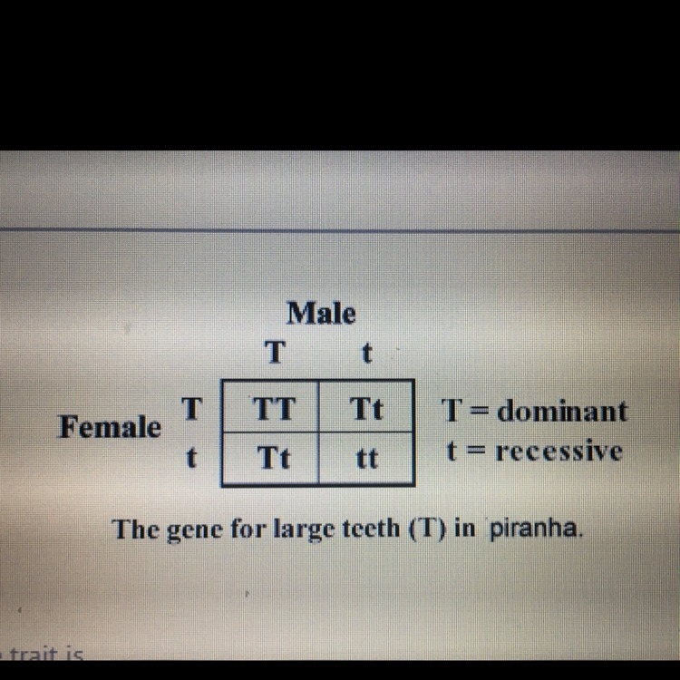 In the chart, the recessive trait is A) no teeth B)sex-linked C)small teeth D)Large-example-1