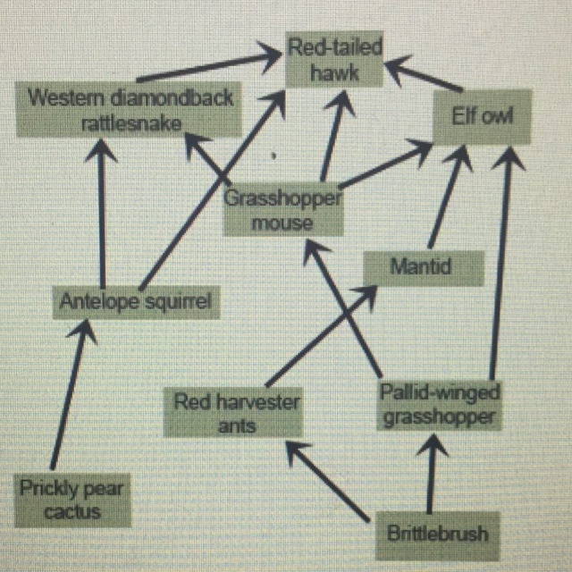 The image shows a food web in a desert ecosystem. Red-tailed hawks are an apex consumer-example-1