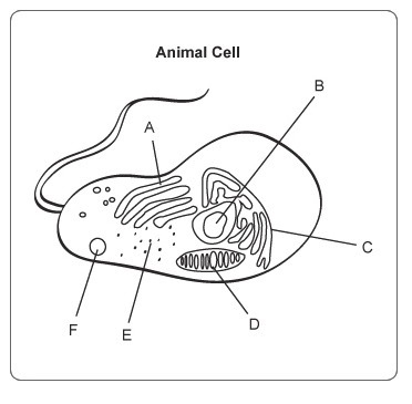 In the picture below how would you describe the cell organelle and its function for-example-1