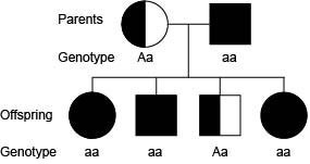 ONLY ANSWER IF YOURE SURE Cystic fibrosis is a recessive gene disorder. The pedigree-example-1