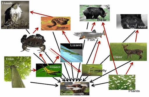 Identify at least two food chains represented in the food web below.-example-1