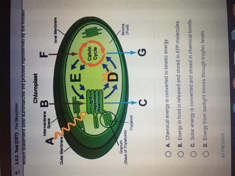 Which statement best summarizes the process represented by the model?-example-1