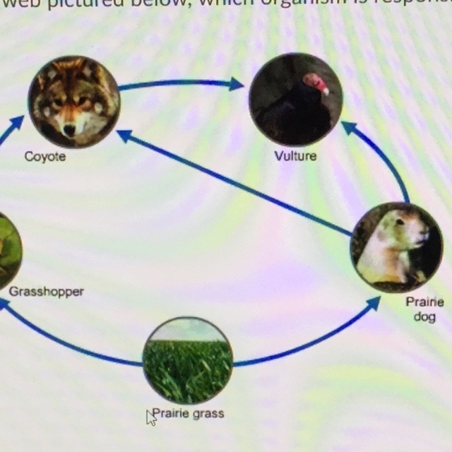 In the food web pictured below which organism is responsible for clean up-example-1