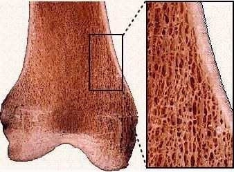 Use the picture below to describe the two types of bones Can you mention anything-example-1