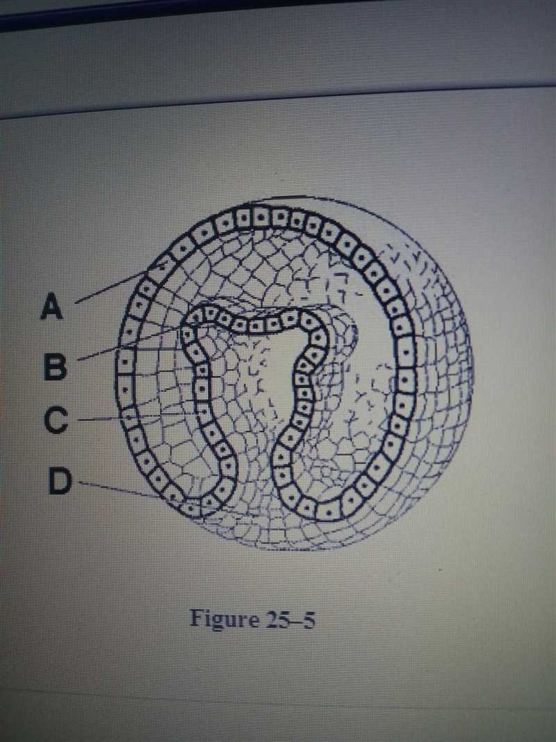 3. look at the illustration in figure 25-2. which letter points to the endoderm 1.A-example-1