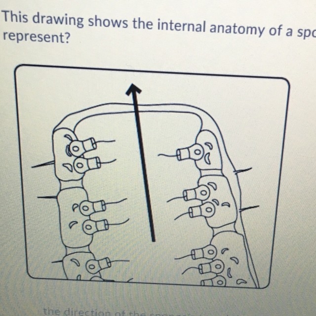 This drawing shows the internal anatomy of a sponge. What does the arrow in the middle-example-1