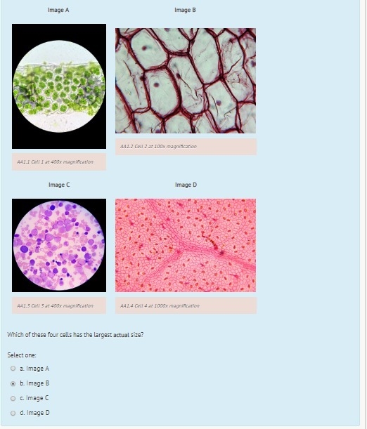 Which of these four cells has the largest actual size? I want to double check if my-example-1