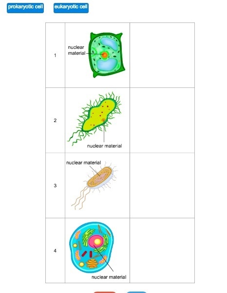 Megan observes four cells under a microscope and makes sketches of them as shown. Identify-example-1