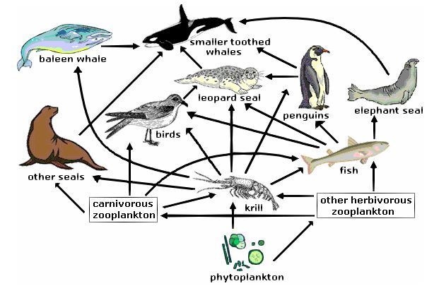 If fish populations in the Antarctic were to decline, what would be the best way for-example-1