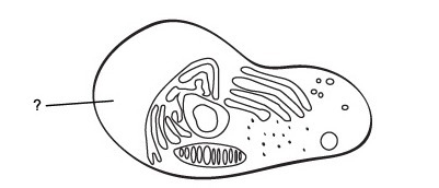 Which word correctly identifies this part of a eukaryotic cell?-example-1