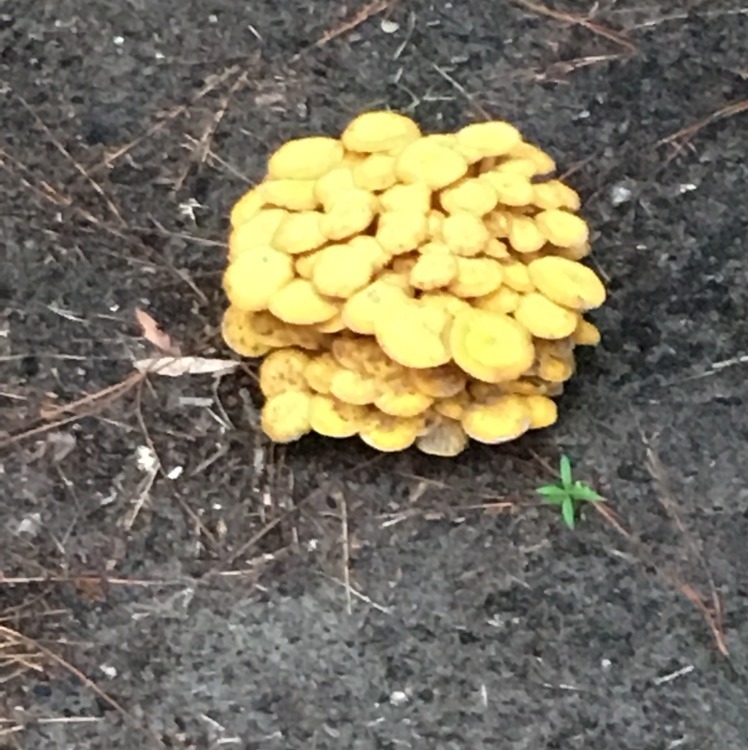 Can someone tell me what kind of fungi/mushroom this is???-example-1