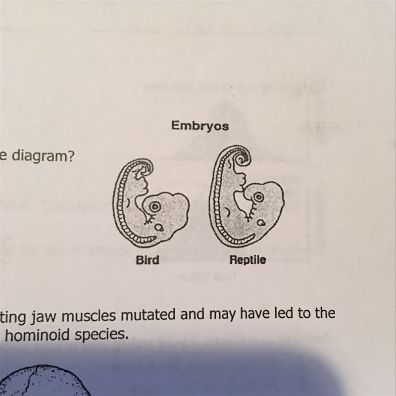 the diagram to the right illustrates an embryonic stage of two organisms. which of-example-1