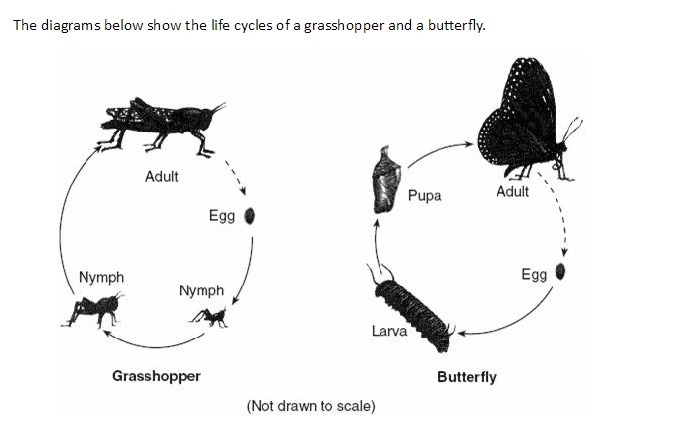 Describe one difference in the pattern of development of the grasshopper and the pattern-example-1