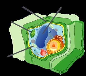 Use the drop-down menus to identify the labeled organelles in the plant cell to the-example-1