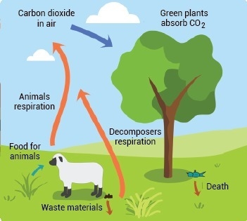 The model shows the cycling of carbon Which part of the model shows carbon moving-example-1