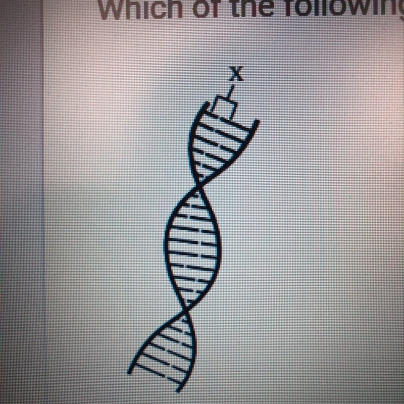 A simple diagram of a DNA molecule is shown below. Which of the following is represented-example-1