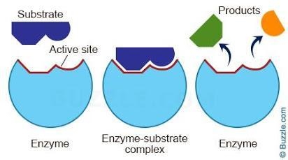 How does the shape of an enzyme affect its function? A. The shape holds molecules-example-1