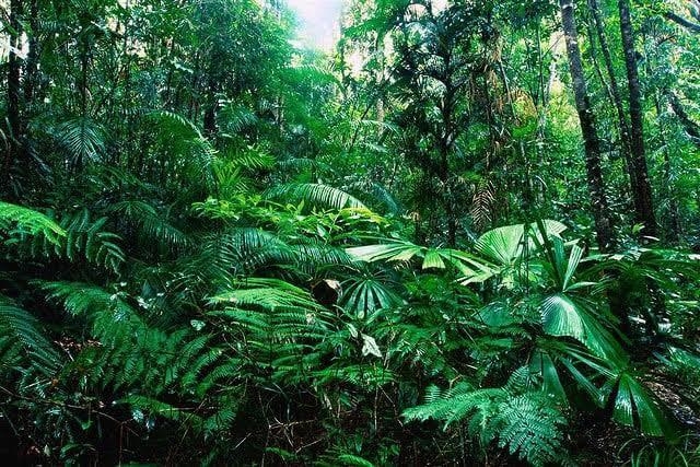 Why do plants that grow near the ground in tropical rain forests have broad leaves-example-1