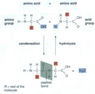 Which of the following is not a group found in a protein? Carboxyl Group L Group R-example-1