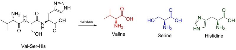 What would be the products of the complete hydrolysis of Val-Ser-His?-example-1