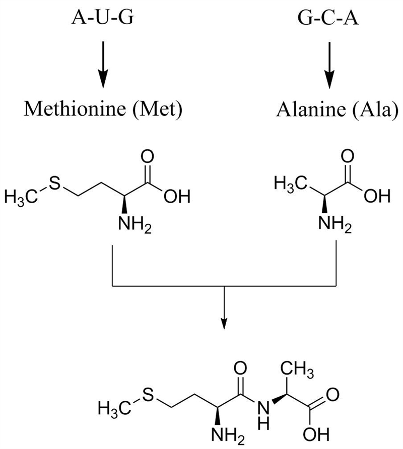 Using the chart, translate the mRNA into amino acids. (amino acids abbreviations plz-example-1