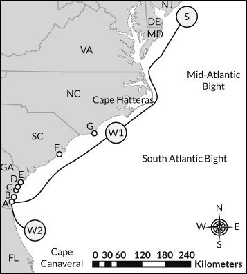 In which direction do loggerhead turtles migrate in the fall? East North South West-example-1