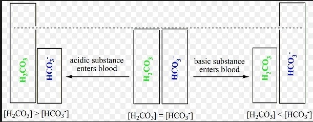 Which compound reacts with a base in the bicarbonate buffer system in the human body-example-1