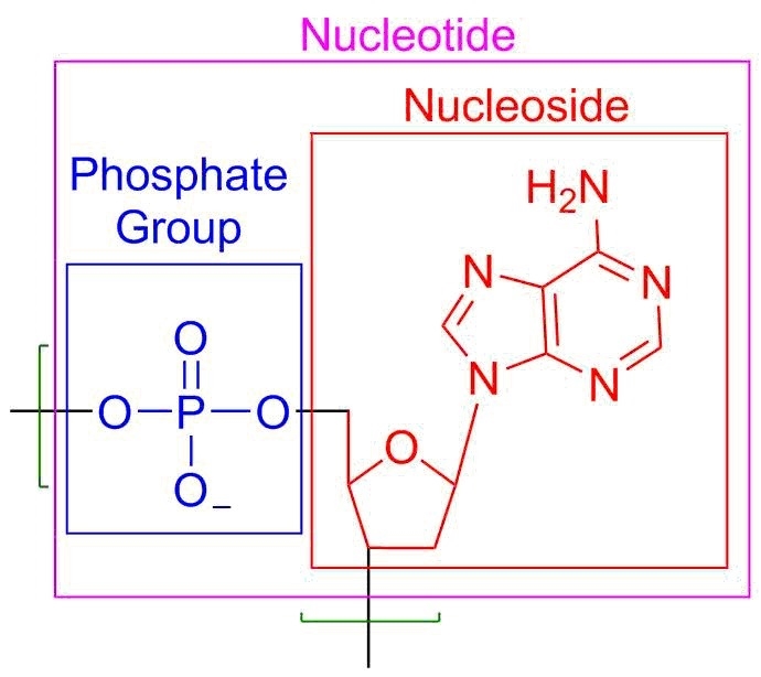 Which of the following are monomers of the genetic material DNA? monosaccharides fatty-example-1