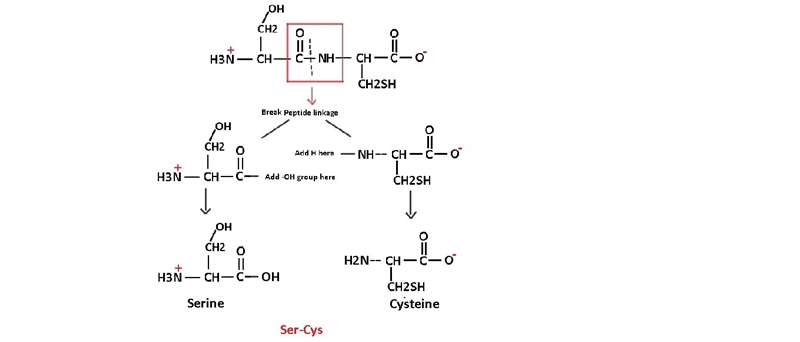 This dipeptide is designated as: there is a structure for h3nchcnhchco with ch2oh-example-1