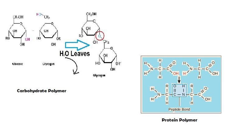 Carbohydrates and proteins are built up from their basic building blocks by the ________. a-example-1