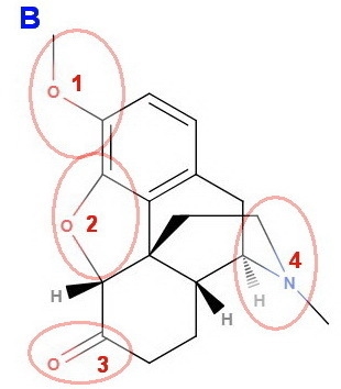 What are the functional groups in Vicodin?-example-2