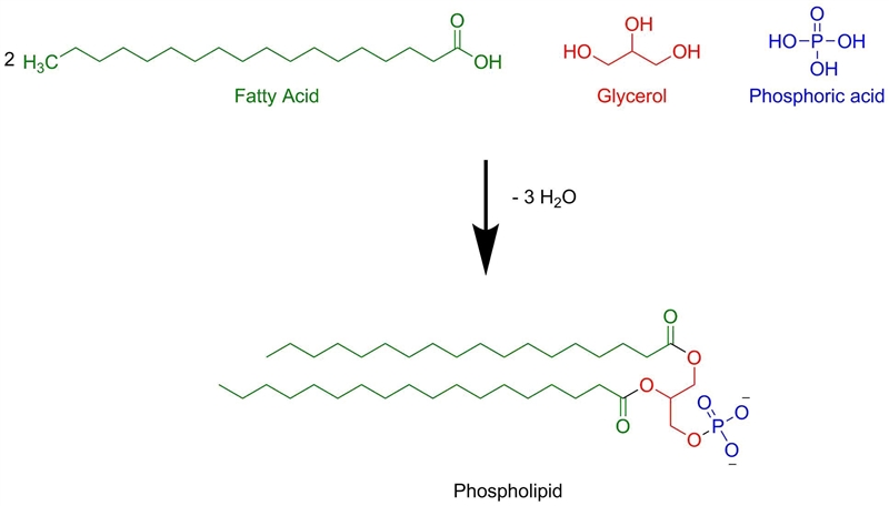 If two fatty acids, glycerol, and a phosphate group undergo a dehydration reaction-example-1