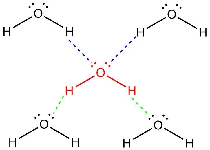 Dr. haxton told his class that a water molecule can make 4 hydrogen bonds, all of-example-1