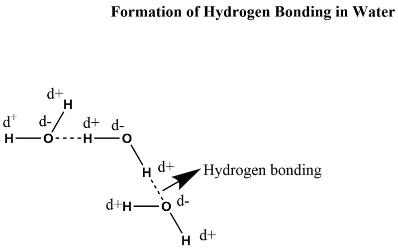 Describe where a hydrogen bond can form among water molecules.-example-1