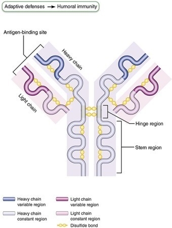 How many sites on this antibody molecule have potential to bind to a non-self molecule-example-1