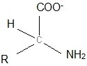 ________ are molecules whose general structure includes a central carbon with a carboxyl-example-1