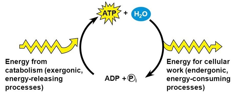 What is the name of the high energy compound that cells use directly to fuel other-example-1