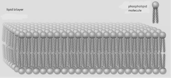 When in the presence of water, how does a phospholipid orient itself? What property-example-1