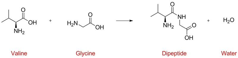 When two amino acids join together with a peptide bond what other compound is formed-example-1