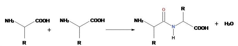 Energy is used to combine amino acid building blocks in order to build a large protein-example-1