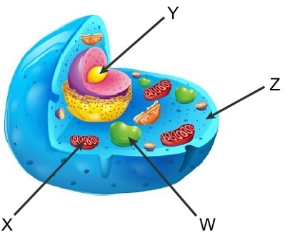 The diagram shows an animal cell. Which letter marks the location where carbon dioxide-example-1