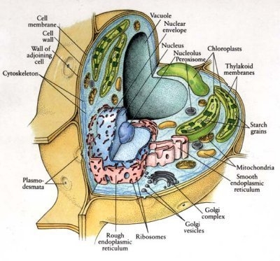 The picture above represents which of the following? a. an animal cell b. a lysosome-example-1