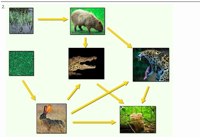 What would happen if we removed the rabbit and the capybara from the food web? (4 points-example-1