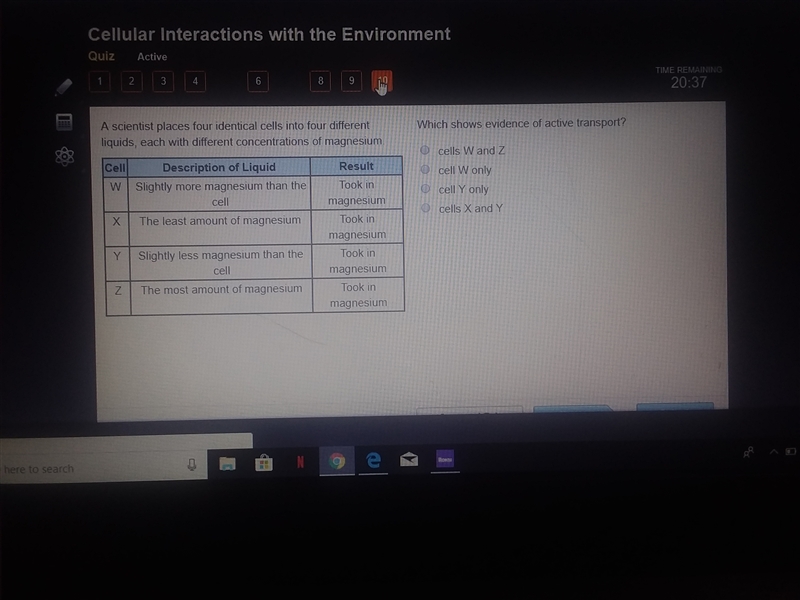 Which shows evidence of active transport?-example-1