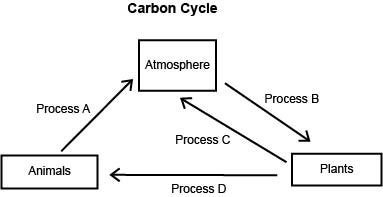 Which process represents photosynthesis? Process A Process B Process C Process D-example-1