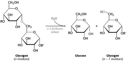 When glycogen is broken down into sugar what type of reaction occurs?-example-1